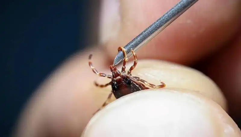 Yaz Aylarında Kene Riskine Dikkat! Sağlık Bakanlığı’ndan Önemli Uyarılar Geldi