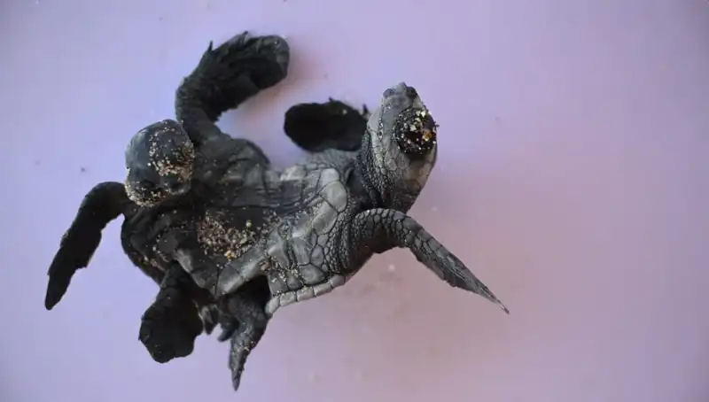 Görenleri Şaşkına Çeviren Siyam İkizi Caretta Caretta’lar