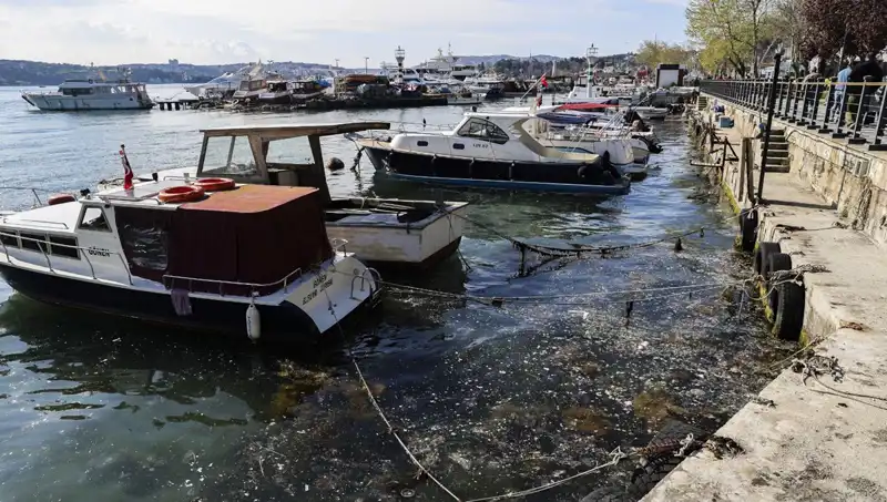 İstanbul’da Müsilaj Alarmı: Denizdeki Tehlike Geri Mi Dönüyor?