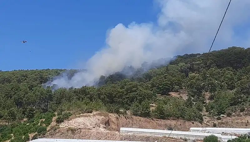 Kumluca'daki Orman Yangını: Yangının Sebepleri ve Zararları Neler?