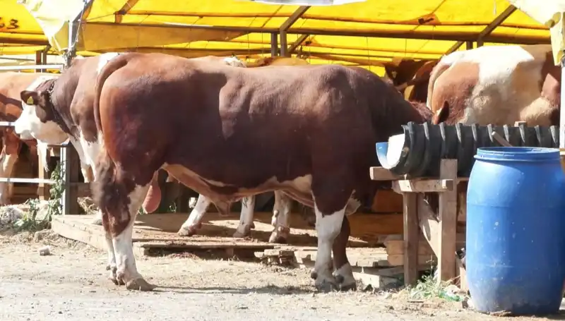 Kurban Pazarı Hareketliliği: Alıcılar ve Satıcılar Arasındaki Rekabet Alevleniyor