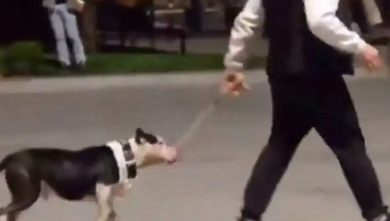 Ağızlıksız Pitbull, Diğer Köpeklerin Üzerine Salındı: Sahibine Cezayı Kestim!