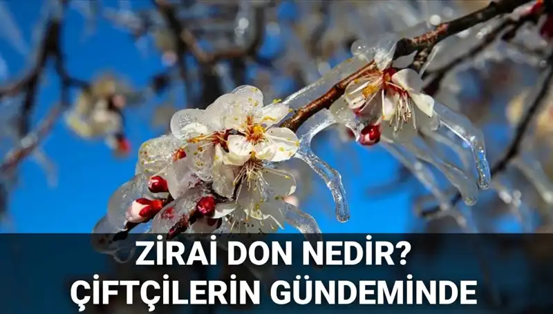 Zirai Don Nedir? Çiftçilerin Kayıpları Karşılanacak mı?