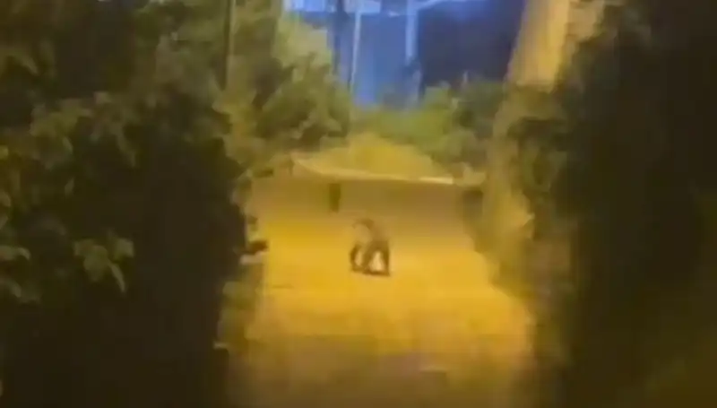 Gümüşhane'de Şehir Merkezine İnen Ayı Neden Şaşkınlık Yarattı?