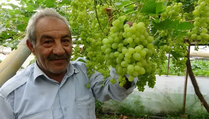 Zirai Don, Meyve Üreticilerini Derinden Sarsıyor: Fiyatlar 250 TL'ye Dayandı
